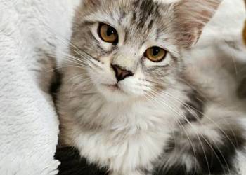 Kotka Maine Coon z rodowodem FPL – Opal Wonder