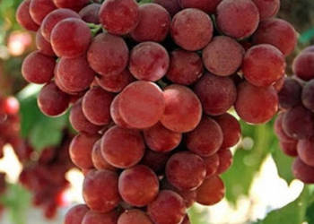 WINOROŚL SWENSON RED Vitis - sadzonki w doniczkach