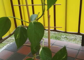 Sprzedam kwiatka Epipremnum Aureum