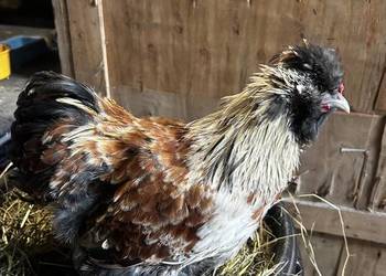 Koguciki z 2025 roku, mixy