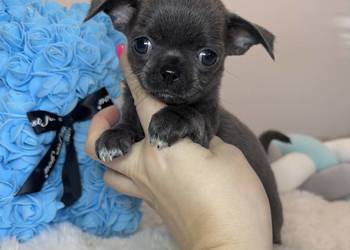 Chihuahua piesek krótkowłosy niebieski Blue badania DNA