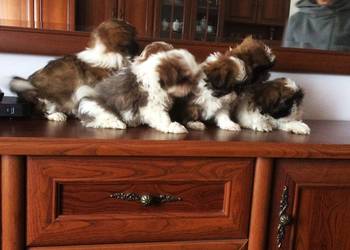 Suczka shih tzu wzorcowy przepiękny szczeniak