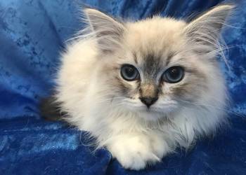 Rodowodowe kocięta Ragdoll