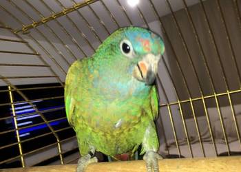 Piona Niebieskogłowa , samiec ,młody, ręcznie karmione . Piona Niebieskogłowa , samiec ,młody, ręcznie karmione .