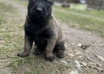 Owczarek belgijski Malinois