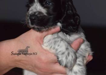 Cocker Spaniel Angielski - Dziewczynka o Imieniu HAVANA