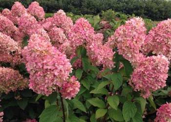 C2 HORTENSJA BUKIETOWA MAGICAL CANDLE HYDRANGEA PANICULATA WIELO KOLOROWA