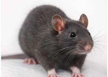 Szczur, Szczury, Szczurki, Młode