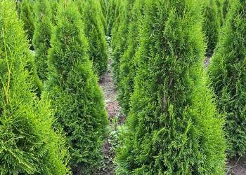 Tuja/Thuja/Tuje Szmaragd 140-210cm