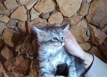 Śliczne kocięta Maine coon z rodowodem