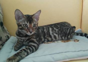 Koty Bengalskie kot bengalski miot C FPL Felis Polonia