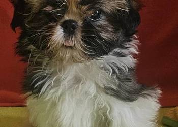 Shih Tzu - dziewczynki