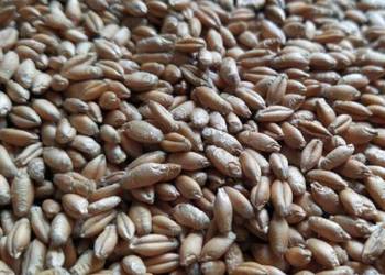 Pszenżyto Pszenżyto