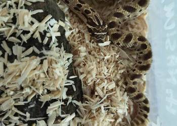 Heterodon zachodni (Heterodon nasicus)