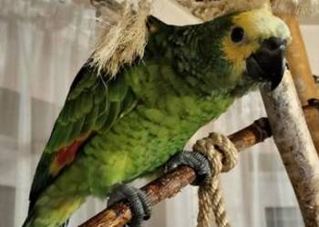 Papuga Amazonka Niebieskoczelna ręcznie wykarmiona.