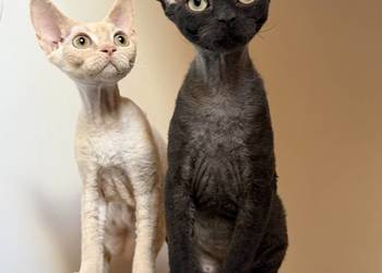 Devon Rex kocięta z rodowodem FPL