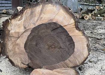 Orzech włoski - pień lity 88 cm / 3,5 m - drewno stolarskie premium