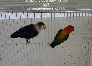 Sprzedam parę nierozłączek