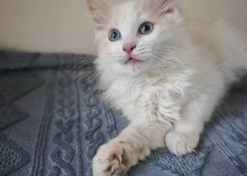 Kocięta Ragdoll Kremowe Lynx Bicolor