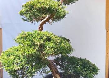 Bonsai Niwaki jałowiec pośredni Wilhelm Pfitzer