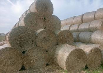 Sprzedam słomę pszenną, żytnią, pszenżytnią bele