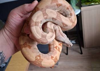 Boa dusiciel z papierami. Rejestrowany