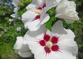 Hibiskus sadzonki