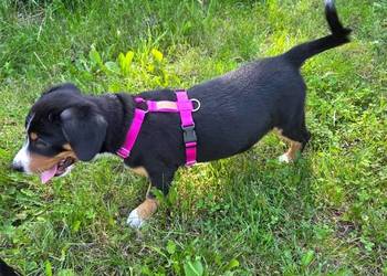 Entlebucher szczeniaczek 2.5 miesięczna suczka