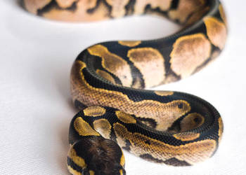 Wąż Pyton królewski ♂ Sugar / Calico • Python Regius