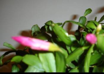 Grudnik, szlumbergera, zygokaktus kwiat doniczkowy.