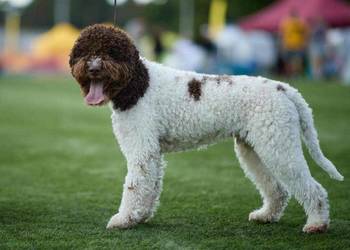 Lagotto Romagnolo Zakątek Bystrego FCI