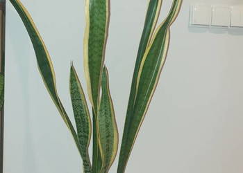 Sansewieria,wysoka, sansa, wężownica, 130cm wysokość