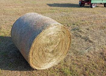 Siano ze zbioru drugiego pokosu