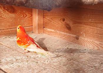 Papuga piekna spiewa swiergotka