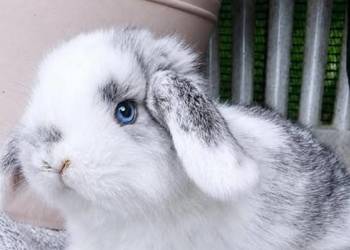 Śliczne kroliczki mini lop