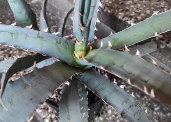 Unikatowa agawa kolekcjonerska - agave xylonacantha megacanthus - 3 letnia
