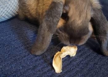 Królik Mini Lop