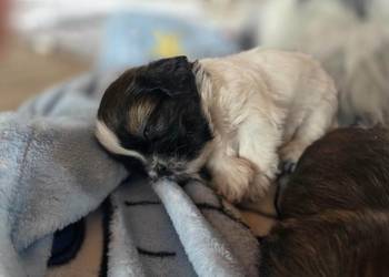 Sprzedam psa Shih tzu