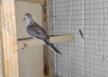 Gołąbek diamentowy szek 25r