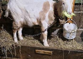 Koza 6 miesięcy sprzedam tanio