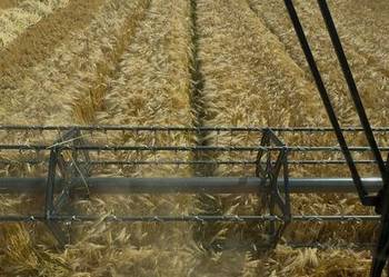 Jeczmien zimowy ozimy Jakubus wyczyszczony