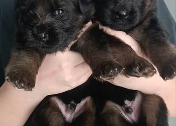 Szczeniaki owczarki niemieckie długowłose ZKWP Fci