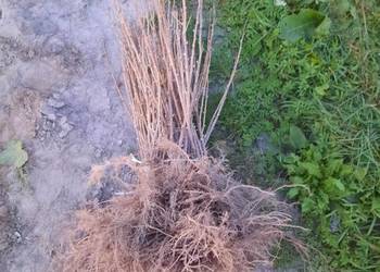 Porzeczka czarna czerwona Porzeczka czarna czerwona