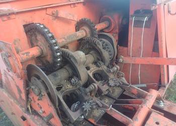 Sprzedam  prase sipma z 224