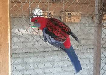 sprzedam rozelle królewska sprzedam rozelle królewska