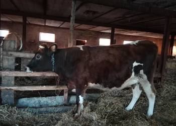 Jałówka wysokocielna