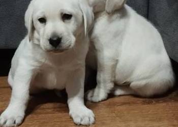 Suczka i pieski Labradora Retriever Biszkoptowego