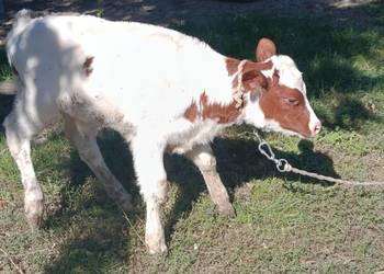 sprzedam byczka