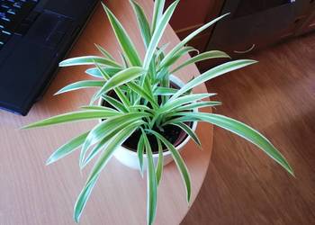 Zielistka Chlorophytum comosum Variegatum