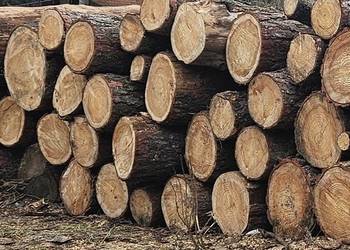 Drewno opałowe modrzew